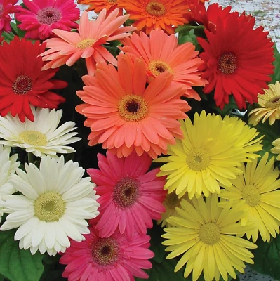 Gerbera Daisy Flower Seed Plant Mix 100 Seeds NEW - Image 1 of 4