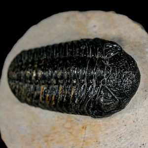 2,3 Zoll Marokko Trilobit Fossil Devon Marokko 400 Millionen Jahre alt Echtheitszertifikat - Bild 1 von 10