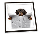 Dachshund Sausage Dog Newspaper White FRAMED ART PRINT Picture Square Artwork