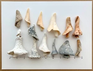 12 natürliche große baumförmige Muschel Fragment Strand Muscheln Kunst/Handwerk Surfen getrommelt #B - Bild 1 von 7