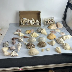 Large Lot Of Different Sea Shells Various Types And Sizes - Picture 1 of 7