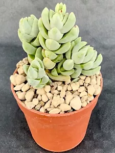 Crassula Nana Topf Ø 5,5 - Bild 1 von 1