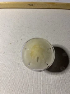 Real Baby Sanddollar Pop Phone Holder - Picture 1 of 2