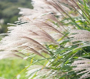 Miscanthus sinensis 'Graziella' - Picture 1 of 2