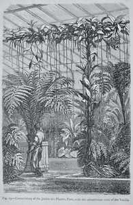 c1872 Antique Figuier Print PARIS - THE JARDIN DES PLANTES The Vegetable World - Picture 1 of 2