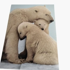 Polar Bear Family Blank Greeting Card Cutout Trifold Envelope EDF - Picture 1 of 7