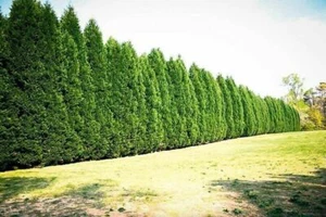20 Leyland Cypress cuttings to root or graft Live Plants - Picture 1 of 9