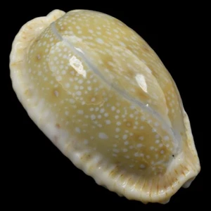 CYPRAEA (Naria) EROSA (Olango Isl., Philippines) 31.7mm #47129 - Picture 1 of 4