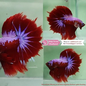 LIVE FISH BETTA (Seller in Thailand) - Red Pink Snow Halfmoon Male - Picture 1 of 7
