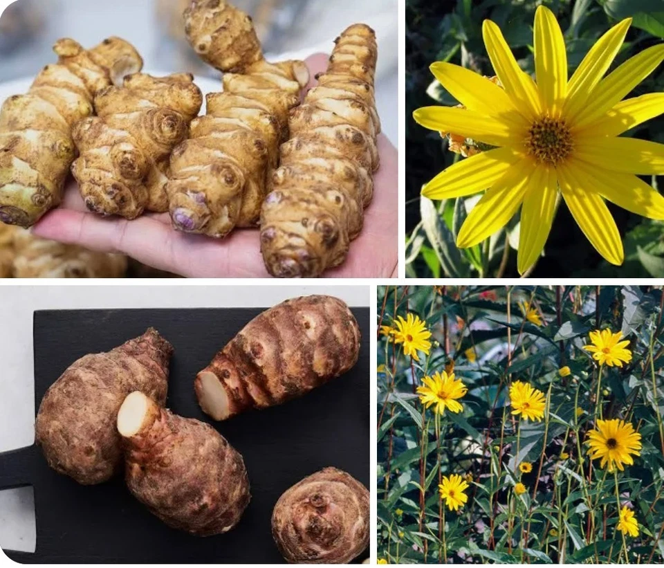 Topinambur Knollen, Pflanze, Winterhart,Bienenfreund - Bild 1 von 1