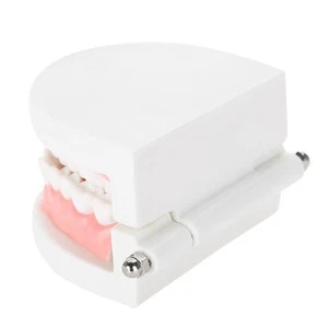 Dental Denture Model 28Pcs Standard Adult Teeth Model Teaching Tool - Picture 1 of 10