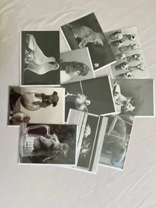 Notecards, blank, 10 cute ANIMAL B&W photographic designs with envelopes - Picture 1 of 11