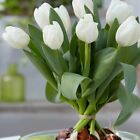 Tulpenzwiebeln frische Gartenzwiebeln ganzjährig pflanzen verfügbar 10 Stck. weiße Blume