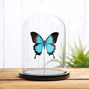Cúpula de vidrio cola de golondrina azul de montaña taxidermia (Papilio ulysses) - Imagen 1 de 10