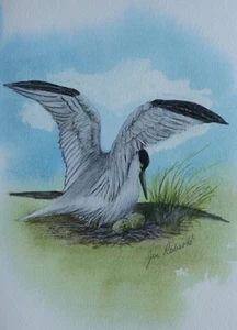 TERN ON EGGS SIGNED ORIGINAL PAINTING by JIM ROBERTS (Author of SNOWDONIA) - Picture 1 of 3