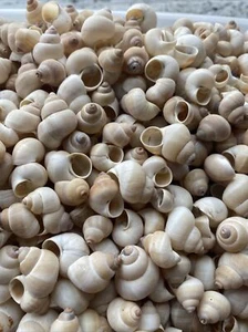 100 Indian Land Snail Shells Up To 1” Free Shipping All Natural Shells !! - Picture 1 of 4