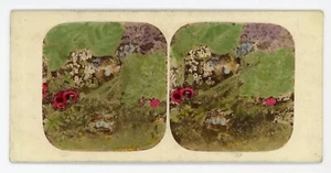 Escena victoriana Stereoview 1800 tintada a mano con nido de pájaros y flores - Imagen 1 de 2