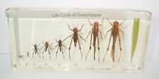Grasshopper Life Cycle Set Rice Locust Oxya chinensi Real Specimen Teaching Aid