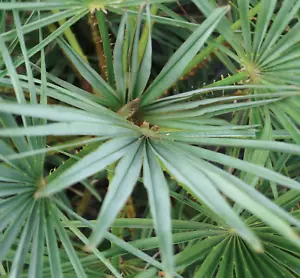 Chamaerops humilis var. cerifera SEEDS - - Samen Blaue Zwergpalme - Bild 1 von 2