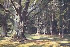 The New Forest, Hampshire. Beech Trees (J Arthur Dixon, No. Hants.998) 1980S