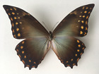 Motyl - Morpho amphitryon amphitryon - Mężczyzna - mounted butterfly