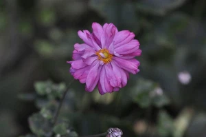 [Tested!Opt MINT] SMC Pentax 67 Macro 100mm f/4 Lens For Pentax 6x7 67 67II #801 - Picture 1 of 24