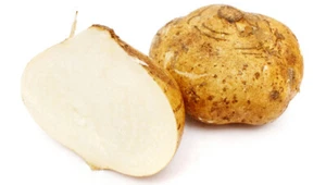 Jicama Mexican Yam Bean 5 Seeds Pachyrhizus Erosus Heirloom Rare Sweet & Crunchy - Picture 1 of 5