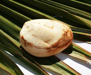 fossile Muschel Versteinerung MM049 Madagaskar Fossil - Bild 1 von 2