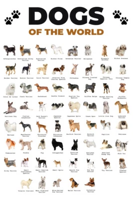 Póster de pared de arte de razas populares del mundo de perros - PÓSTER 20x30 Foto 1 de 4
