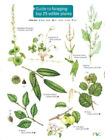 Clare Cremona Guide to Foraging: Top 25 Edible Plants (Poche)