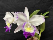 New listing
		Cattleya Lost Label Orchid Plant