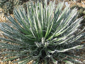 Agave toumeyana var. bella. Rare Half hardy Succulent Supplied in a 7cm pot - Picture 1 of 7