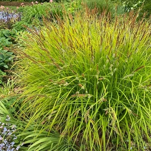 Carex Elata Aurea Golden Bowles Sedge Ornamental Grass Plant | 9cm Pot - Picture 1 of 3