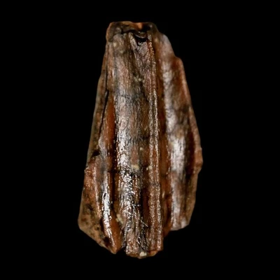 0.6" Lambeosaurus Fossil Tooth Judith River FM MT Cretaceous Dinosaur COA - Image 1 of 4