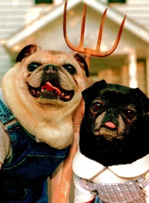 Funny Happy Anniversary Pug Pugs We Look Alike Greeting Card By Avanti - Image 1 of 3