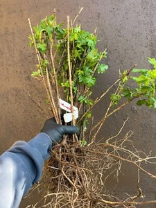 3 Pixwell Gooseberry Plants - Bare Root Fruit Bushes - Ready to Plant - Picture 1 of 10