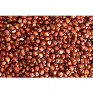 2 libras semillas de sorgo de milo rojo semillas de vida silvestre y cereales grano desove 2 libras - Imagen 1 de 1