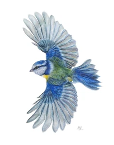 ORIGINAL Watercolour Painting "Blue Tit in Flight". 11.3” × 14.2” by Mila Ansell - Picture 1 of 3