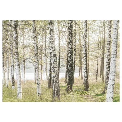 Ikea Bjorksta Birches Trees Large picture canvas 200 x 140cm NEW - Image 1 of 2
