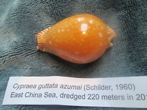 Cypraea guttata azumai 50 mm marvelous gold color great price PRIVATE COLLECTION