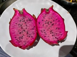 4xdragon fruit cuttings - Pink Panther - Picture 1 of 3