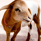Sound Loud Copper Bell Livestock Sheep Grazing Animal Retro Cow Horse Pet Farm