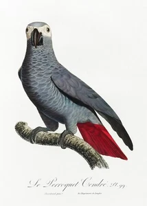Plate No. 99 Congo grey Parrot History of Parrots by Francois Levaillant Repro - Picture 1 of 2