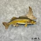 #29207 E | 30" Walleye Taxidermy Fish Mount For Sale