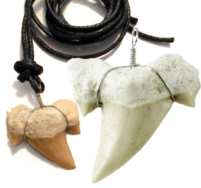 🦈 Echter fossiler versteinerter Hai Zahn Haifischzahn Anhänger ≈ 20 mm, Kette - Bild 1 von 4