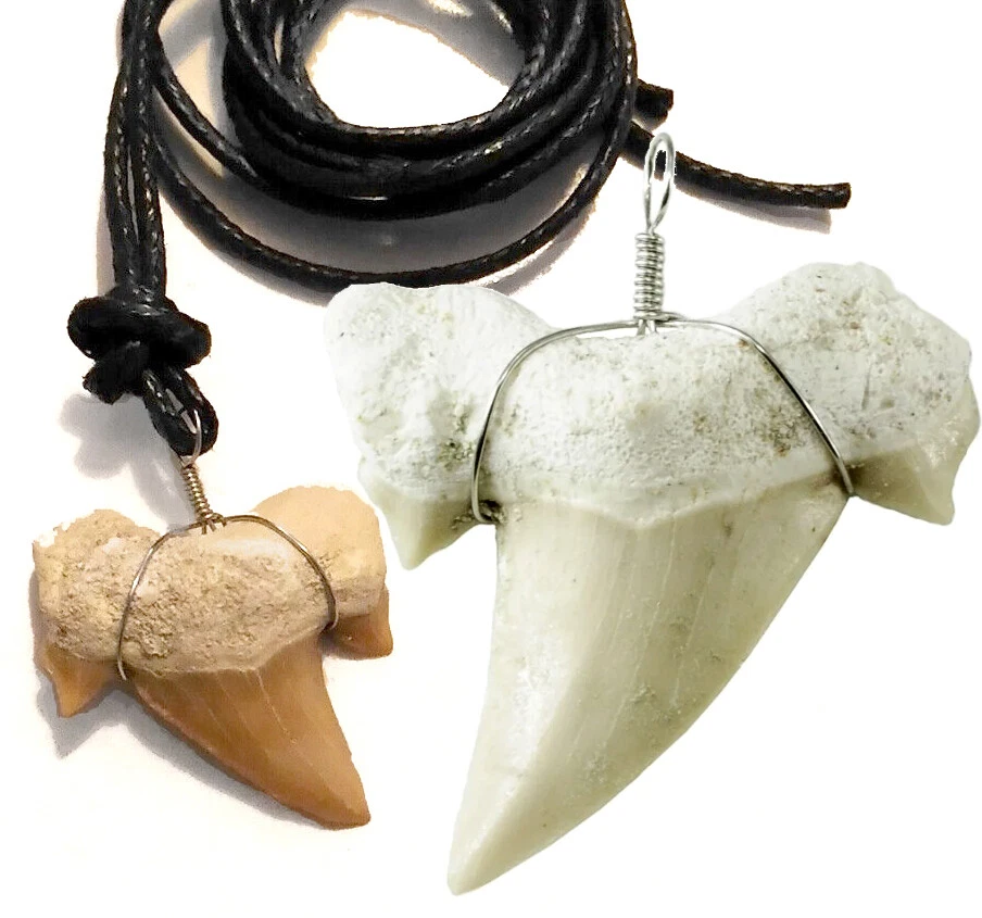 🦈 Echter fossiler versteinerter Hai Zahn Haifischzahn Anhänger ≈ 20 mm, Kette - Bild 1 von 4