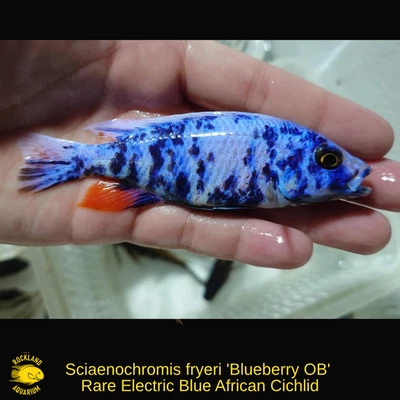 Sciaenochromis fryeri ' Blueberry OB ' – Rare  African Cichlid - Live Fish - Image 1 of 2
