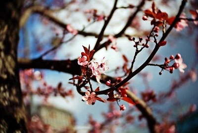 Micro 4/3 Fit 25mm F1.4 Lens Swirly Bokeh Dreamy Fits Panasonic Olympus Portrait - Image 1 of 4