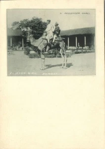 Tarjeta de corte de Clifton & Co. Messenger Camel (1899) de la India - Imagen 1 de 2
