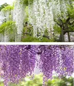 10 x mixed wisteria seeds. (5 x white and 5 x purple flowering seeds) - Picture 1 of 1